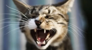 Koľko zubov má mačka: čeľusťová schéma dospelej mačky